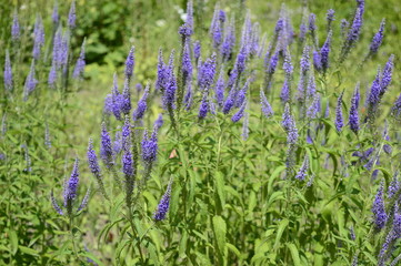 Obraz premium Closeup veronica grandis known as Heartleaf Speedwell with blurred background in summer garden