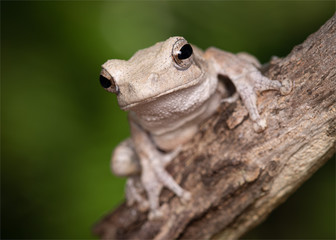 Grey foam-nest tree frog