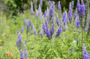 Closeup veronica grandis known as Heartleaf Speedwell with blurred background in summer garden