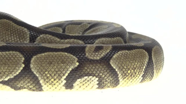 Royal Python or Python regius on wooden snag in studio against a white background. Close up