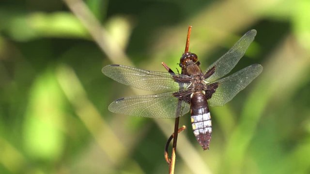 Broad-bodied chaser (Libellula depressa) Dragonfly sits with its wings spread at the tip of a stalk, a light wind blows and shakes it.