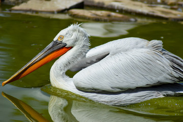 Pélican frisé (Pelecanus crispus)  Pelecanidae