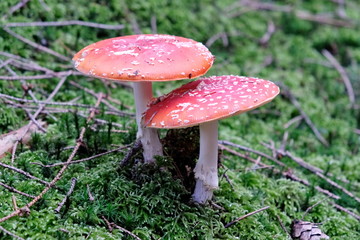Mushroom in the forest - toadstool.