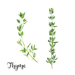 Thyme herb watercolor isolated on white background - obrazy, fototapety, plakaty