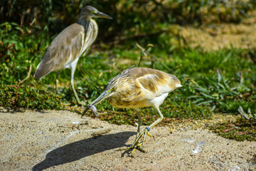 Crabier chevelu (Ardeola ralloides) ou héron crabier 