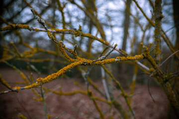 branch of willow