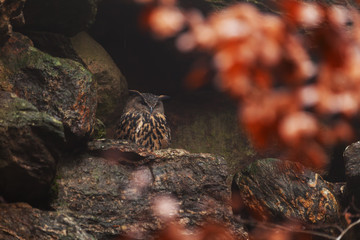 Eagle-owl (Bubo bubo) standing on a rock, taken through autumn trees
