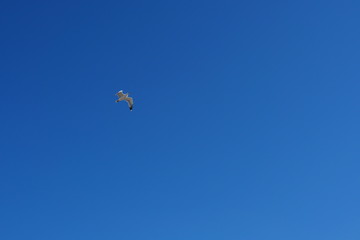 Sicily - bird in the sky.