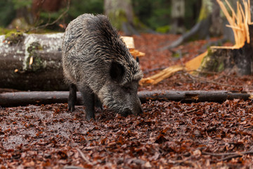 wild boar in the middle of autumn forest	