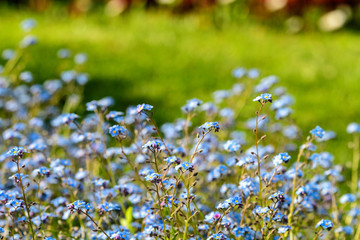 Close up of small blue forget me not or Scorpion grasses flowers, Myosotis, in a garden in a sunny spring day, beautiful outdoor floral background photographed with soft focus
