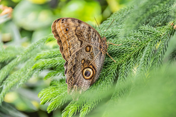 Butterfly on Plant