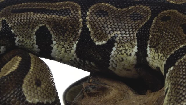 Royal Python or Python regius on wooden snag in studio against a white background. Close up