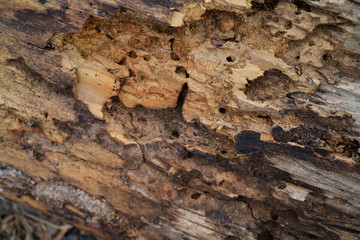 tree bark close-up. old tree