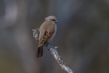 Bay winged cowbird, perched on a branch of calden, Calden Forest,La Pampa, Argentina