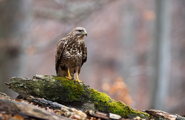 Curious common buzzard sitting on a branch covered with green moss in forest in autumn with copy space. Wild bird of prey with yellow claws watching in nature.
