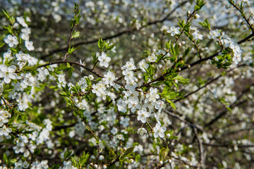 Flowers of the apple tree blossoms on a spring day