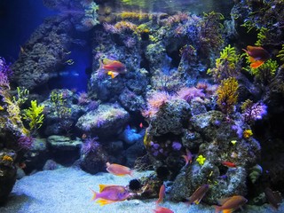 Unterwater world in Barcelona in aquarium. Holiday in spring in spain.