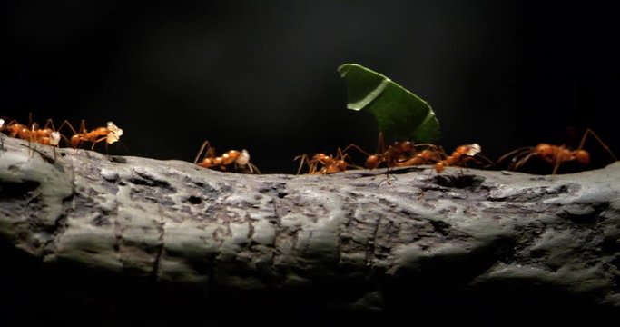 4K - Colony of leaf-cutting ants moves on a tree