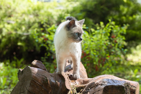 Kitten stands on a decorative stump in the garden of a country house