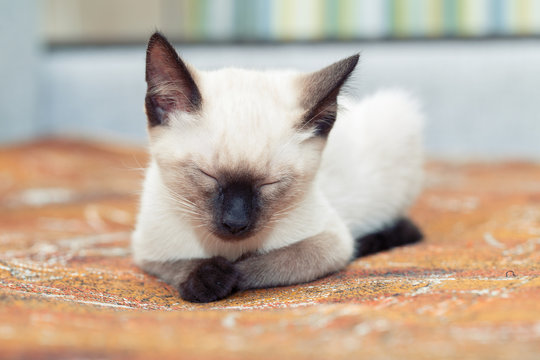 A Thai kitten slumbers on the sofa at home.
