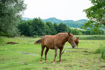 Obraz premium brown horses graze the grass