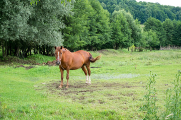 brown horses graze the grass