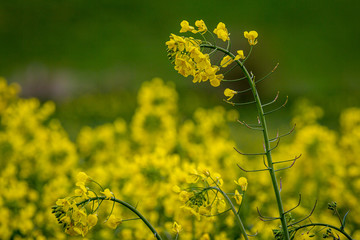 Vivid yellow canola/rapeseed crops growing in the Sussex sunshine