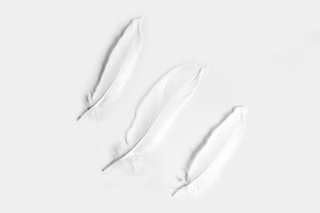 Three white feathers on a white background. A metaphor for lightness, purity, tenderness.