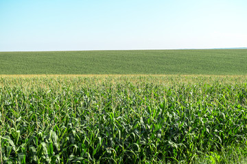 Fototapeta na wymiar Green Corn filed panorama with clear sky