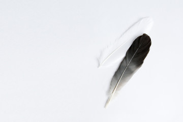 Two overlapped feathers on the white background. A metaphor for overlap, love, lightness, purity, tenderness, spirit, divine of light and darkness.  Yin and yang.
