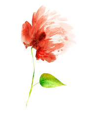 Watercolor flower , isolated on white background