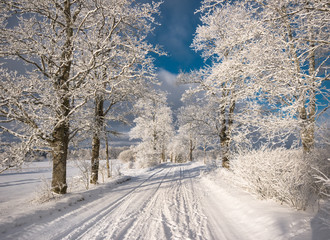 Winter tree by the road in the field. Empty snow covered road in winter landscape - 314140500