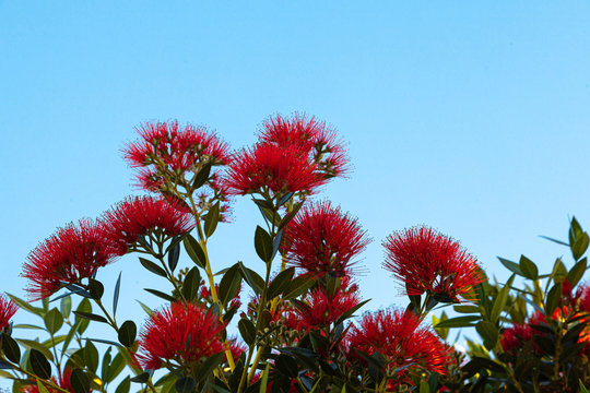 New Zealand Pohutakawa Blooms in Summer