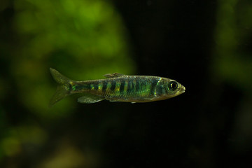 The coppernose barb (Raiamas christyi).