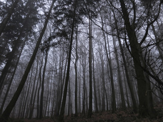 Mystisch, düstere Stimmung im Wald, Tannen, Fichten, Buchen, Nebel
