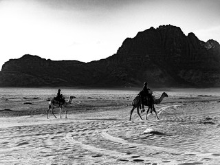 Camels in Wadi Rum desert, Jordan