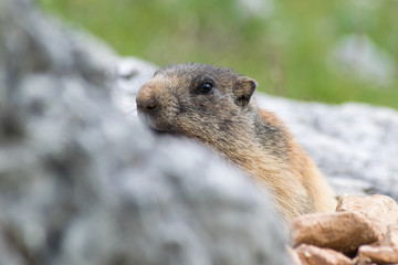 Naklejka na ściany i meble Wilde marmot in Dolomites Italy