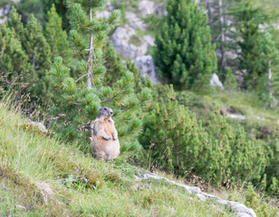 Wilde marmot in Dolomites Italy
