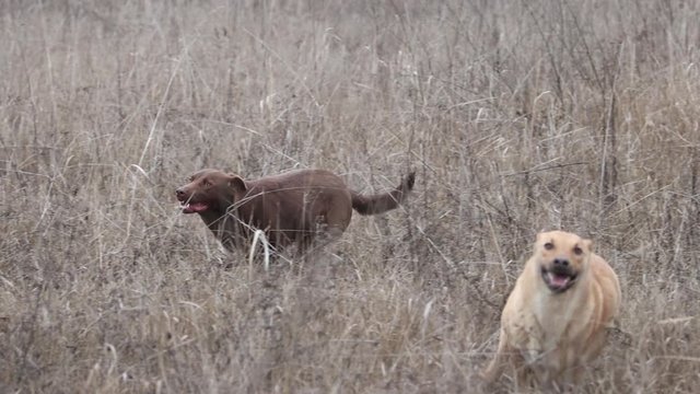 pair of dogs joyfully runs among the dry grass