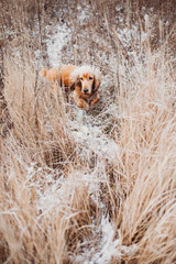 English cocker spaniel dog winter walk