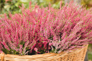 Fototapeta premium Bush of flowering lavender in a braided basket close-up
