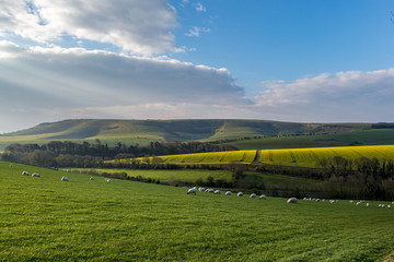 Sheep grazing in the South Downs on a sunny spring morning