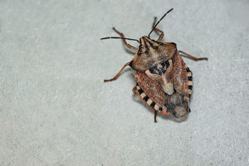 Brown marmorated stink bug Halyomorpha halys. On plain background with copyspace,on gray background...