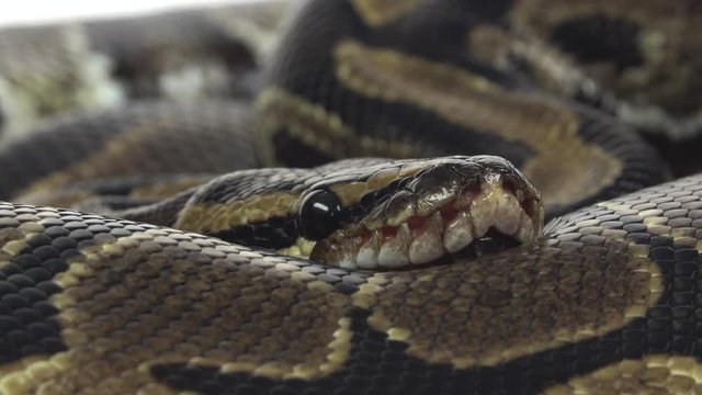 Royal Python or Python regius on wooden snag in studio against a white background. Close up