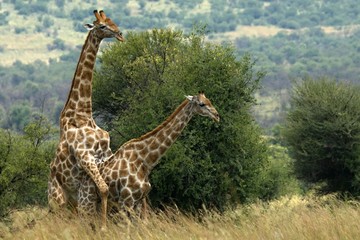 A pair of African giraffe (Giraffa camelopardalis giraffa) coupling in the grassland.