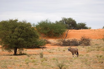 The gemsbok or gemsbuck (Oryx gazella) standing on the red sand dune with red sand, dry grass...