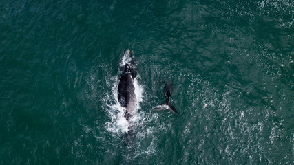 beautiful sightseeing in hermanus, South Africa of an eubalena australis with her calf swimming together