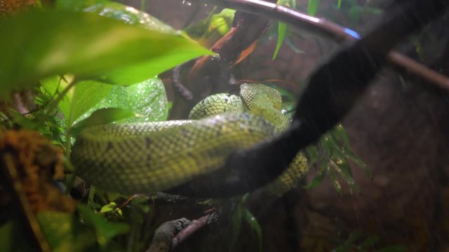 This video shows an amazonian green tree python snake in a rainforest storm.