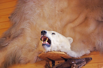 Wypchany biały niedźwiedź  © Patdrig Torc