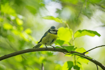 The Eurasian blue tit (Cyanistes caeruleus) is a small passerine bird in the tit family Paridae. The Eurasian blue tit (Cyanistes caeruleus) with baby food.